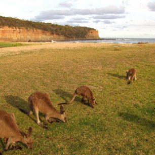 Klokani ve volné přírodě, Austrálie
