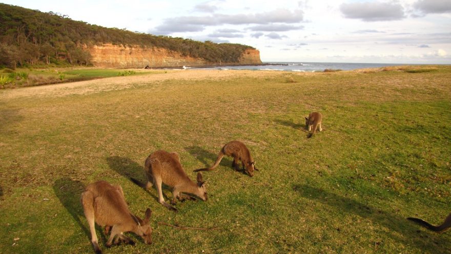 Klokani ve volné přírodě, Austrálie