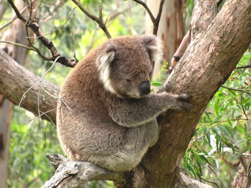 Medvídek koala, Melbourne