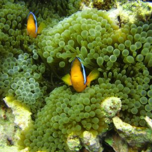 Velký bariérový útes