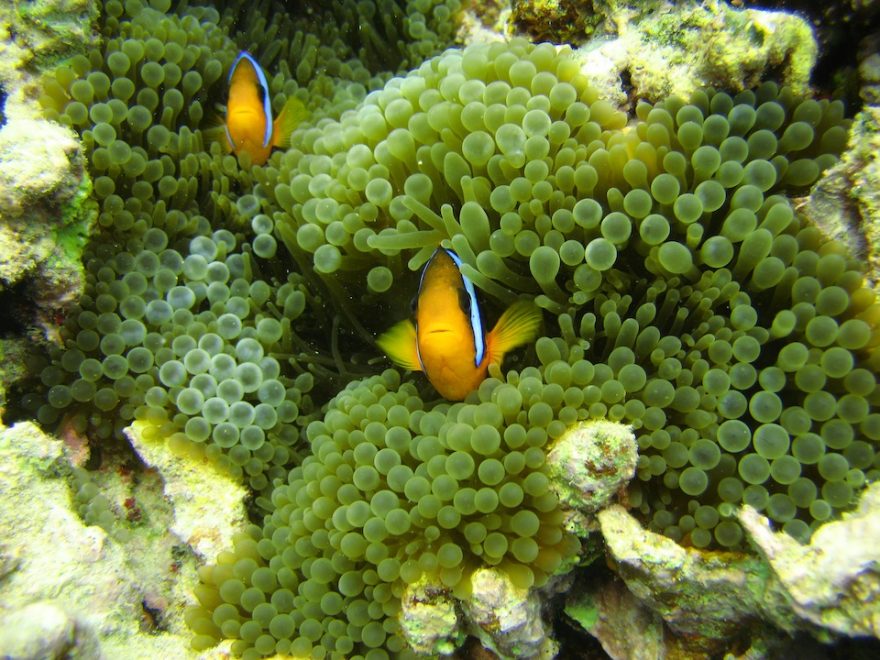 Velký bariérový útes