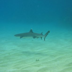 Žralok u břehů Austrálie