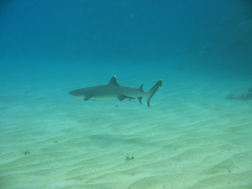 Žralok u břehů Austrálie