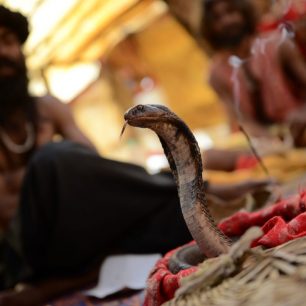 Kobra je typickým symbolem pro indickou kulturu