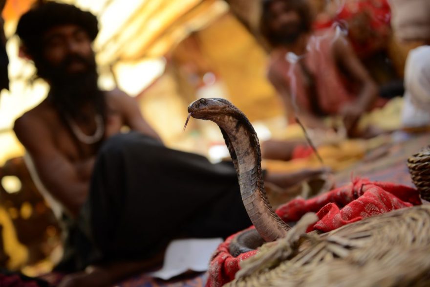 Kobra je typickým symbolem pro indickou kulturu