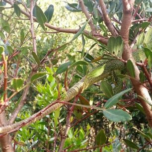 Oblast je chráněná i kvůli výskytu některých vzácných živočichů, Kepi i Rodonit