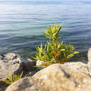 Flóra mysu Kape i Rodonit