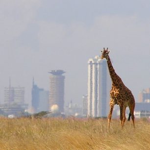 Žirafy v parku Nairobi