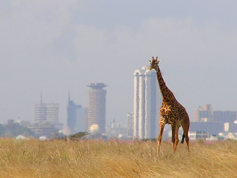 Žirafy v parku Nairobi
