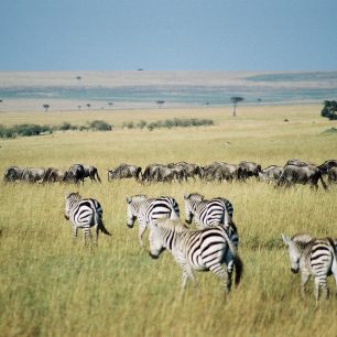 Zebry, Maasai Mara, foto: Esculapio