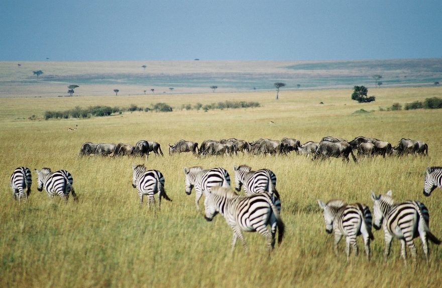 Zebry, Maasai Mara, foto: Esculapio
