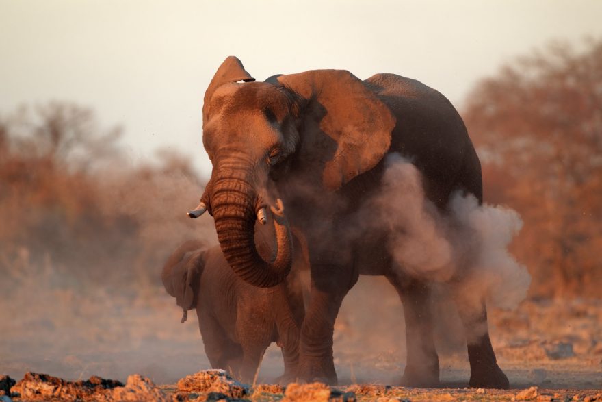Africký slon