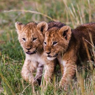 Lvíčata, Keňa