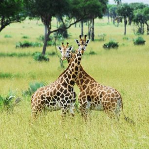 Žirafy, Keňa