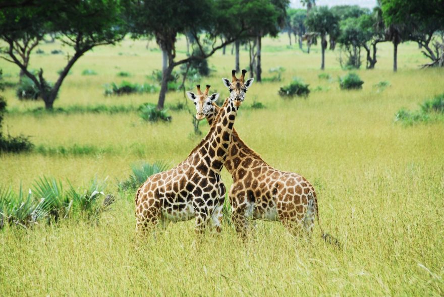 Žirafy, Keňa