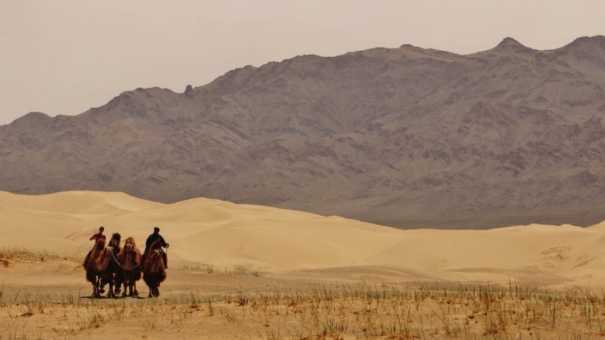 Královna pouště přijíždí s karavanou velbloudů zachránit situaci
