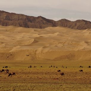 Písečná duna, hory a velbloudi. Gobi jako z pohádky 