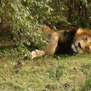 Odpočívající lev, Keňa