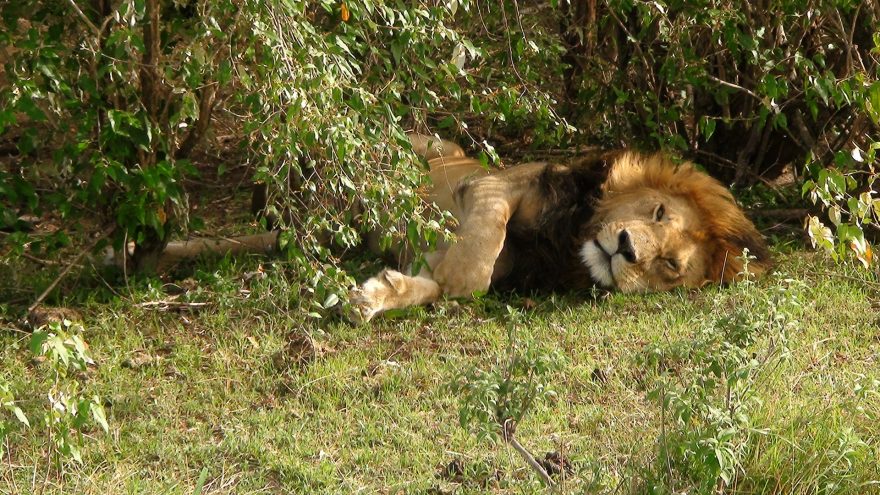 Odpočívající lev, Keňa
