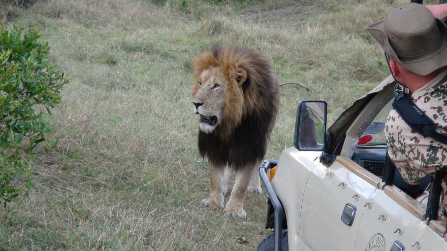 I takto zblízka lze spatřit lva, Keňa