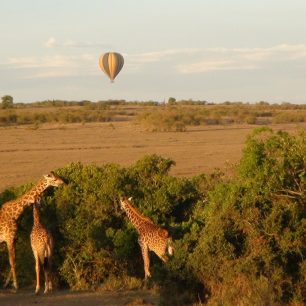 Žirafy, Velká migrace, Keňa