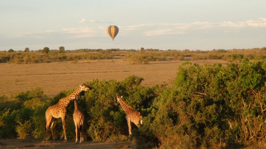 Žirafy, Velká migrace, Keňa