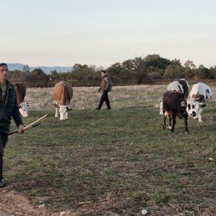 Pasáci zahání dobytek z pastvy