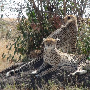 Zvířata se v Keni pozorují skvěle