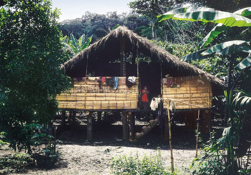 Domek v džungli