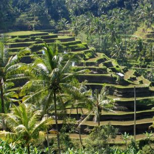 Rýžová pole, Bali, ⓒ drew~commonswiki