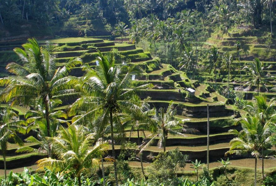 Rýžová pole, Bali, ⓒ drew~commonswiki