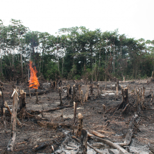 Odlesňování v Indonésii