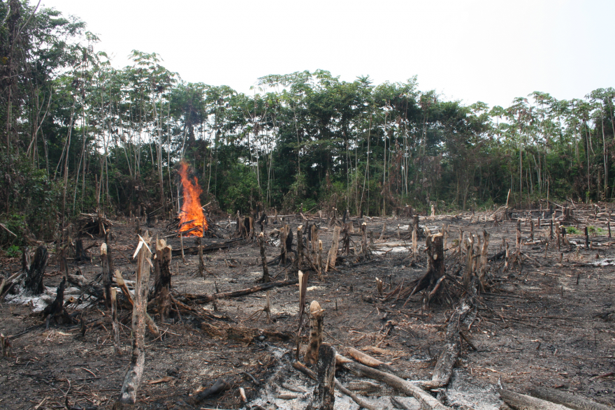 Odlesňování v Indonésii