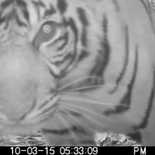 Fotopast a tygr sumaterský