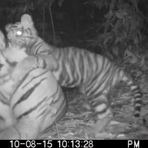 Fotopast a tygr sumaterský