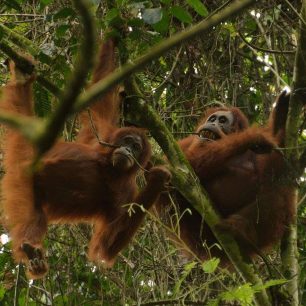 Orangutani v údolí