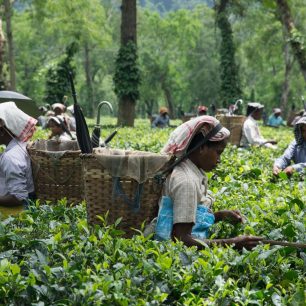 Čajové plantáže