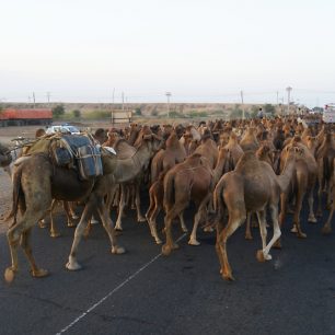 Zácpa velbloudů, po cestě z Kassalydo Chartúmu, Súdán