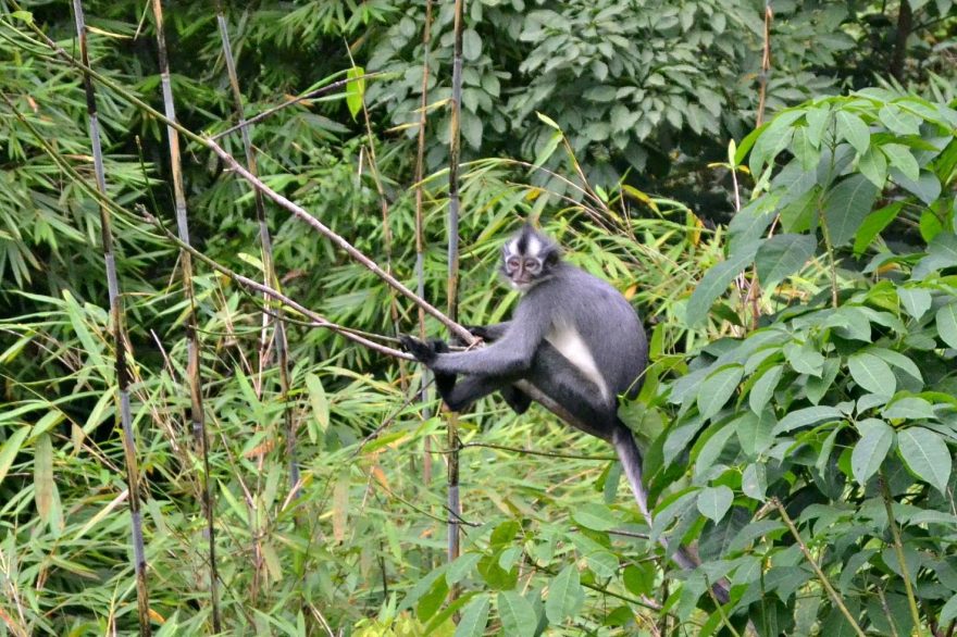 Další obyvatel pralesa