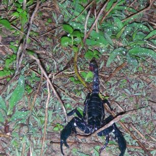 Další obyvatel pralesa