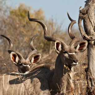 Rodinka velké antilopy Kudu