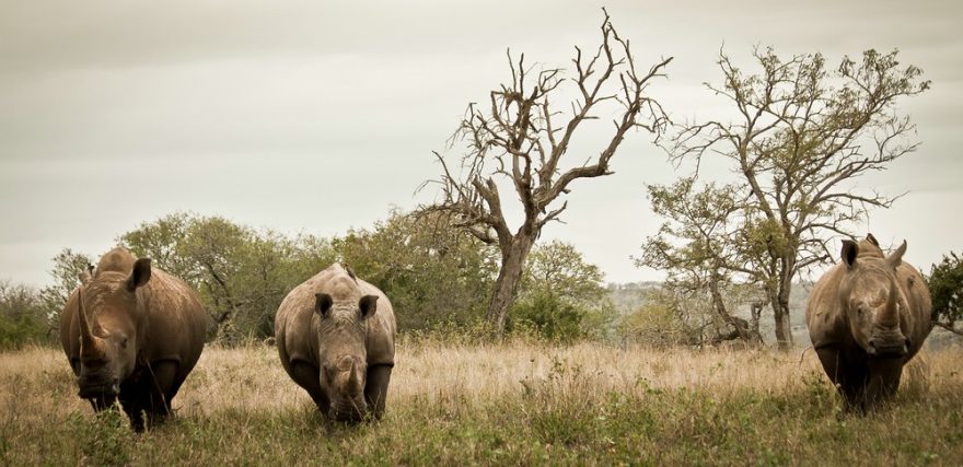 Jeden z nejvíce ohrožených afrických obyvatel - nosorožec tuponosý