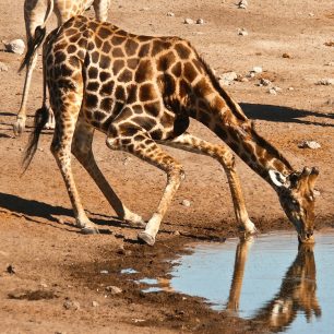 Žirafa při pití zaujímá zvláštní pózu