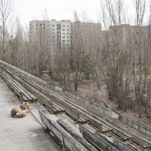 Stadion se schátralou tribunou a liškou