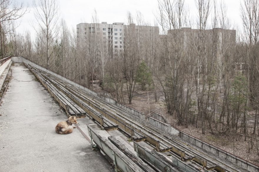 Stadion se schátralou tribunou a liškou