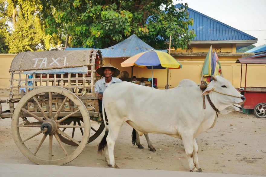 Nejvymydlenější krávy v zemi jsou připraveny povozit turisty buvolím taxi. Mingun, Myanmar