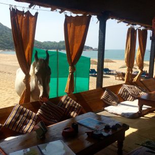 Nový spolupracovník