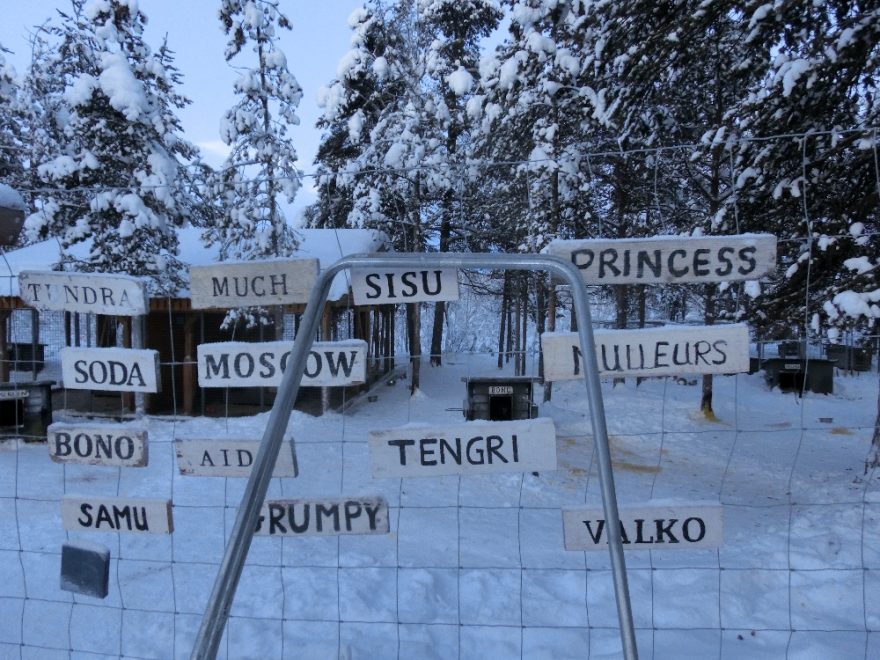 Zaměstnanci si pamatují jména všech svých 148 psů, Lapland, Finland