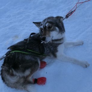 Psi mají na zadních nohách ponožky, aby se neporanili o saně, Laponsko, Finsko