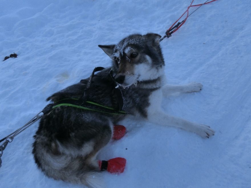 Psi mají na zadních nohách ponožky, aby se neporanili o saně, Laponsko, Finsko